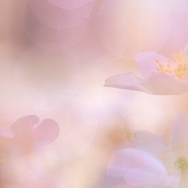 Waldanemonen in Rosa von Monique van Genderen (in2pictures.nl fotografie)