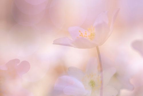 Bosanemoontjes in roze