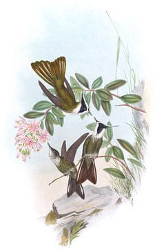 Linden's helmcrest, John Gould van Hummingbirds