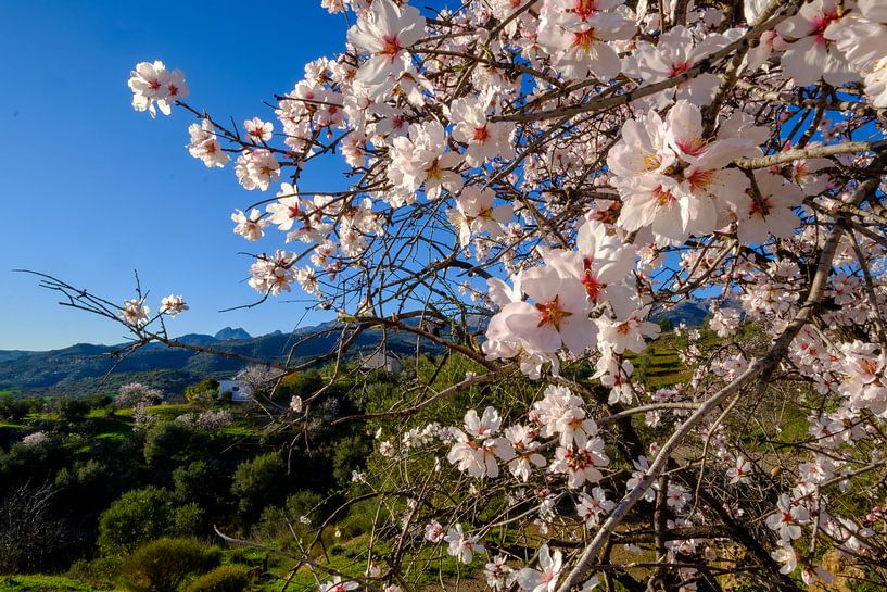 Mandelblüte von Peter Laarakker