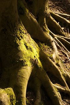 Tree roots in the sun