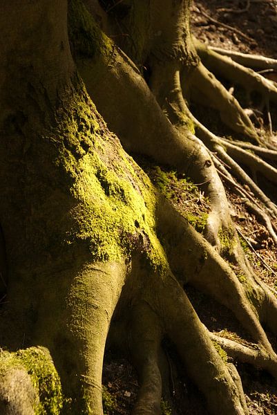 Tree roots in the sun by Sarah Gorter
