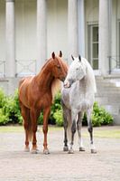 Horse and Soestdijk Palace