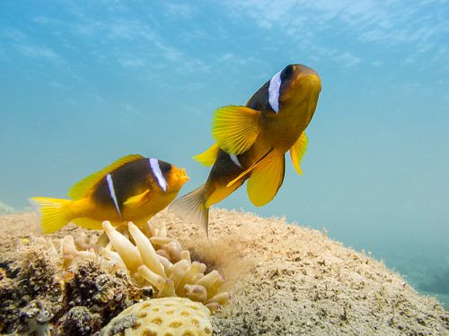 Anemonefish | Mer Rouge