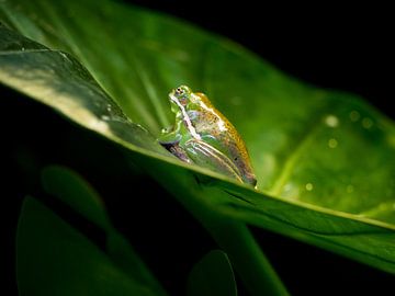 Feuille verte  sur Maurice Looyestein