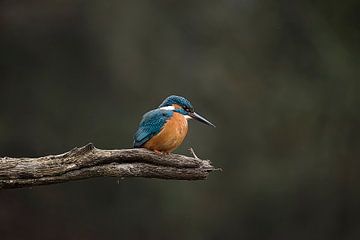 Kingfisher by Egon Zitter