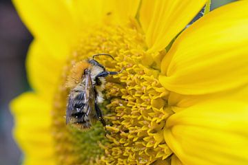 Bumblebee on a sunflower by Judith Cool