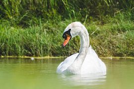 Schwan auf dem Wasser von Bart Vermeiren