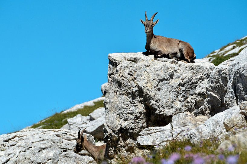 Lord of the Alps at Villars-de-Lans by Frank Photos