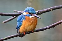 Kingfisher
