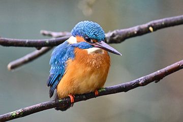 IJsvogel van Bernhard Kaiser