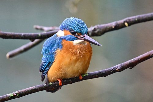 IJsvogel van Bernhard Kaiser