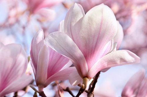 Magnolia by Violetta Honkisz