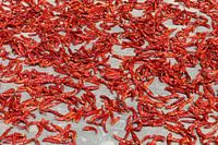 Chilipepers liggen te drogen in de zon, India