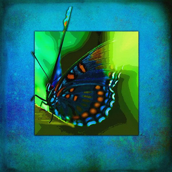 Schmetterling   |   Battus Philenor von Dirk H. Wendt