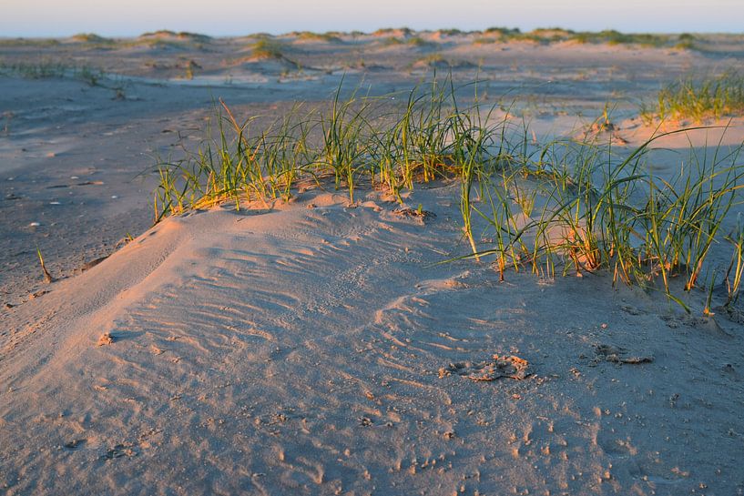 Idyllic image of sand dunes on sandy beach during sunrise. by Studio LE-gals