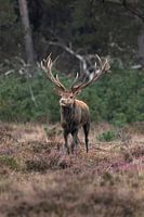 A red deer on the Veluwe