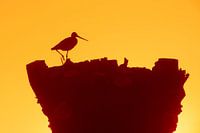 Uferschnepfe auf einem Zaun