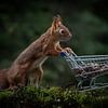 Eichhörnchen mit Einkaufswagen voll mit Nüssen. von Albert Beukhof