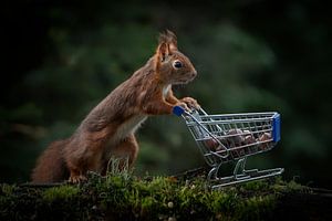 Eichhörnchen mit Einkaufswagen voll mit Nüssen.