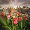 Tulpen festival in Amsterdam van Nick de Jonge - Skeyes