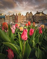 Tulip festival in Amsterdam