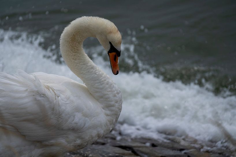 The Swan by Alice Berkien-van Mil