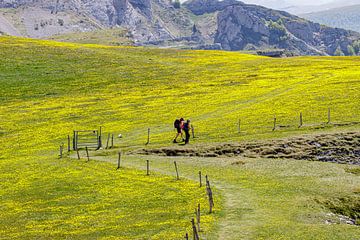 Vercors sur ton vogels