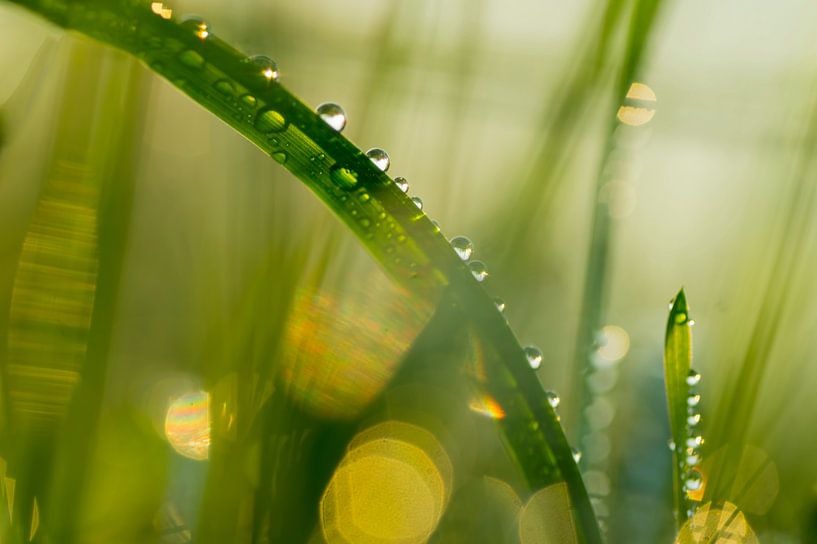 Wet pants (sparkling photo of drops among blades of grass) by Birgitte Bergman