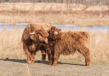 Schotse Hooglander met kalf van Ans Bastiaanssen