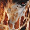 L'œil de la girafe en détail Majesté naturelle de près sur Eva Lee