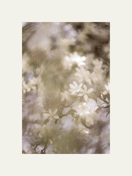 Soft white by @Unique