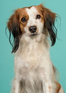 Kooikerhondje in Blau