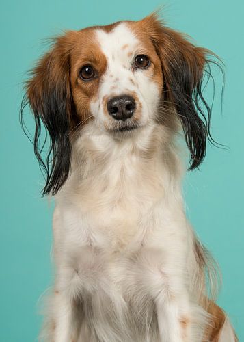 Kooikerhondje in Blau