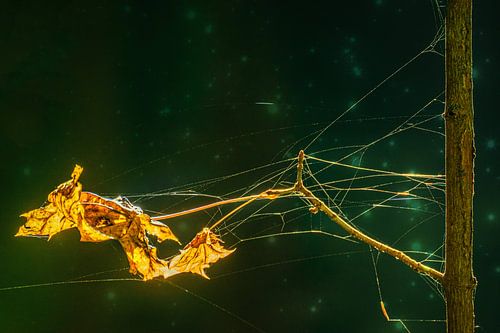 landscape flowers / flower meadow