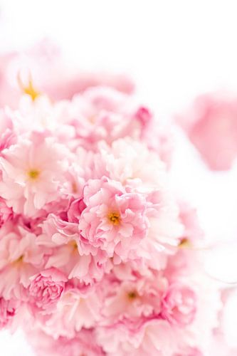 Blossom Cherry Blossom
