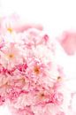 Blossom cherry blossom by Leo Schindzielorz thumbnail
