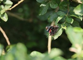 Atalanta in focus van ShopWessels