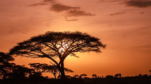 Kenia | White Mountain Movement 3