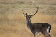 Oh mon cerf par Martijn Buitenkamp Aperçu