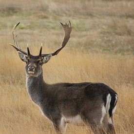 Oh mein Hirsch von Martijn Buitenkamp