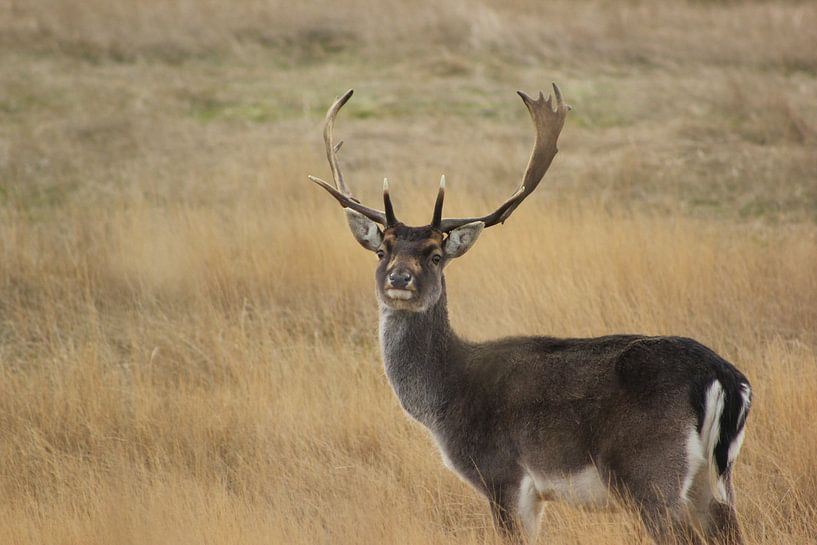 Oh mon cerf par Martijn Buitenkamp