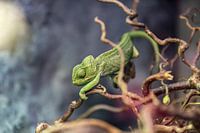 Kameleon