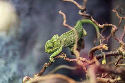 Chameleon