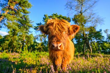 Portrait de bovins des Highlands dans une forêt sur Sjoerd van der Wal Photographie