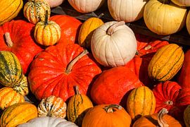 Pompoen diversiteit van Sergej Nickel