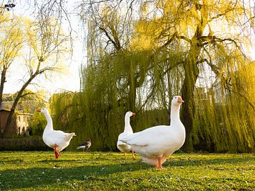 Geese in the evening sun by Charlotte Dirkse