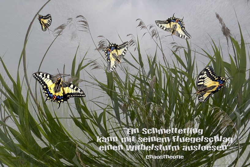 Chaostheorie - Ein Schmetterling kann ..... von Christine Nöhmeier