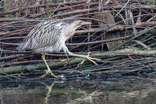The bird that rarely shows itself. by Peter Bartelings