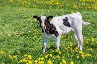 Pasgeboren kalf staat in wei met gele paardenbloemen van Ben Schonewille thumbnail